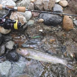 ダートマジックで尺イワナ ～九頭竜川水系～